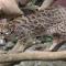 leopard cat mini image