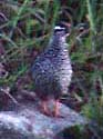 ChineseFrancolin