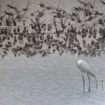 mp2_egret_shorebirds
