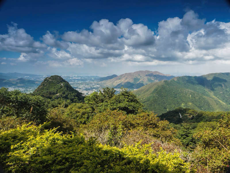 Hong Kong’s Regenerating Forests and Forest Wildlife