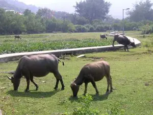 Views on Updating BSAP for Hong Kong: save the lowlands, but original BSAP mostly all talk no action