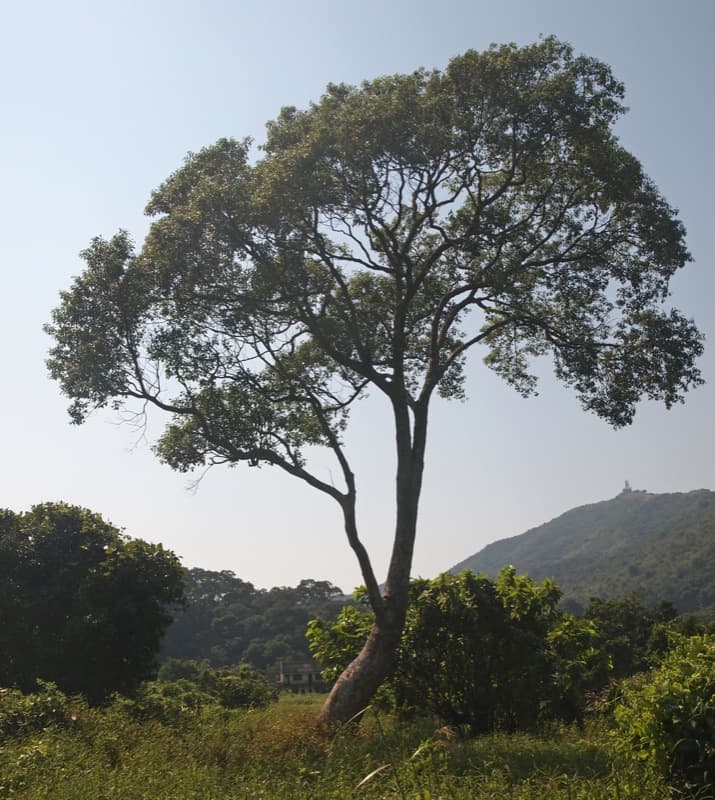 shalotung fine tree