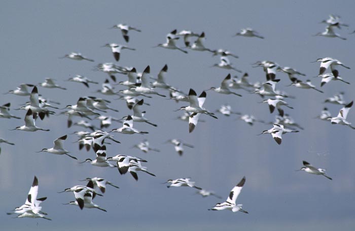 avocets