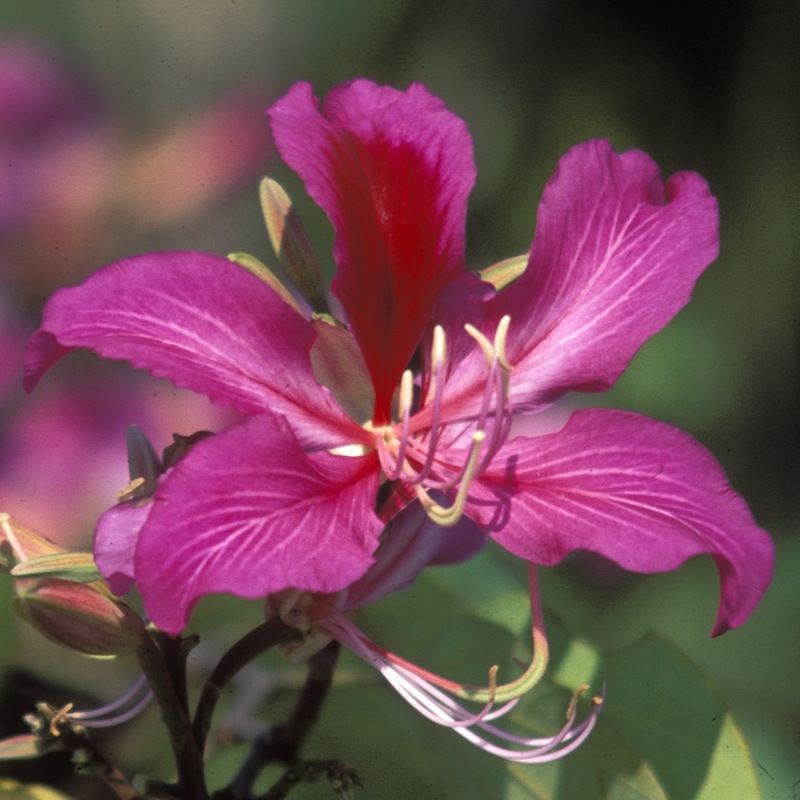 bauhinia