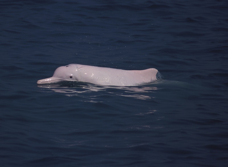 chinese white dolphin