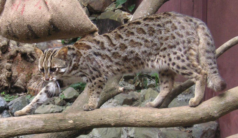 leopard cat in kadoorie farm