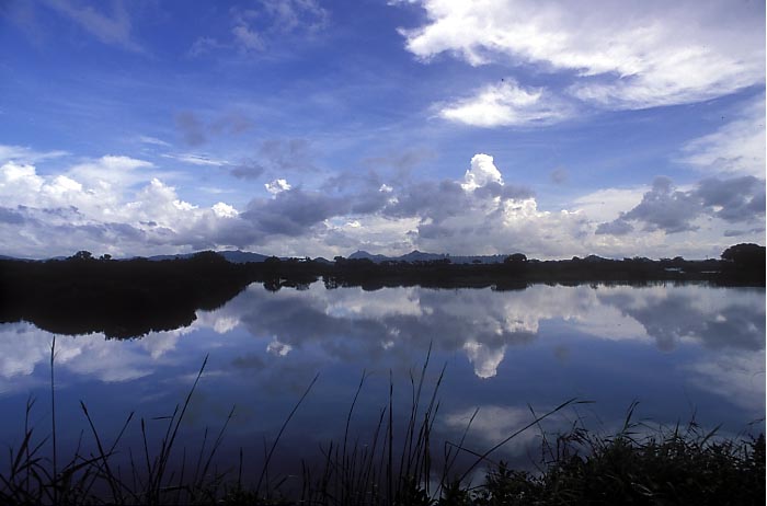 mai po reflections in summer