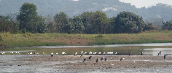 hong kong wetland park spoonbills
