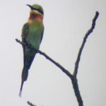 blue_tailed_bee_eater_4