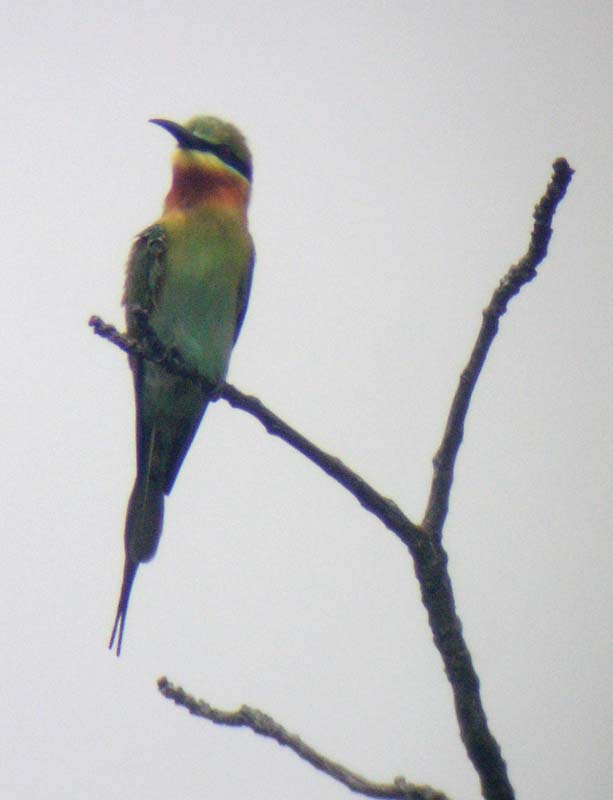blue_tailed_bee_eater_4