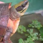 golden-coin-turtle-kfbg