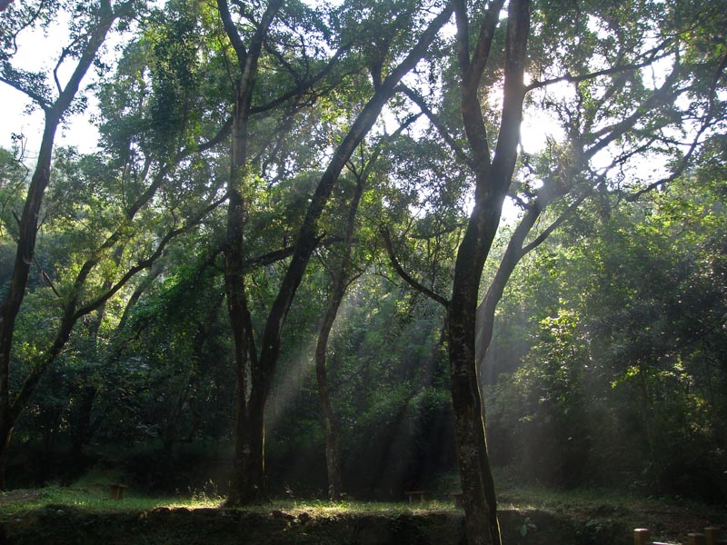 Tai Po Kau Forest reserve has fine trails and fascinating wildlife
