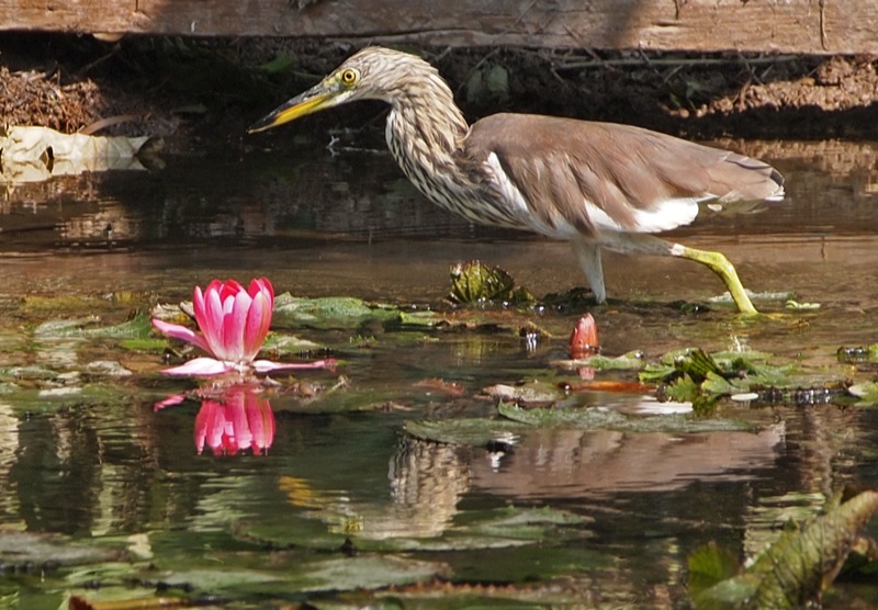 chinese pond heron lily2011Jan09800px