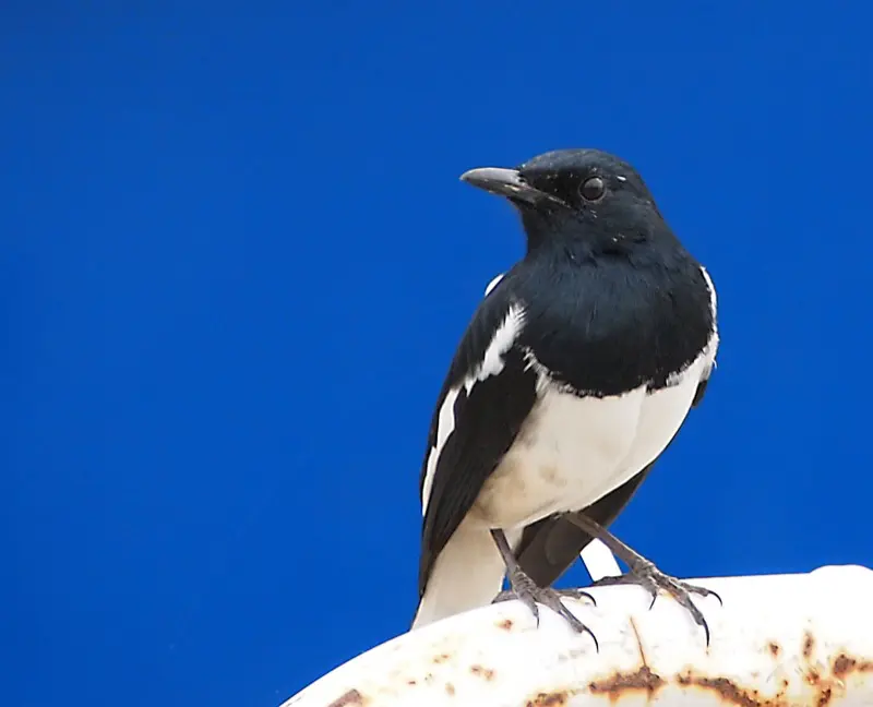 magpie robin bluebackgr2010Dec24800px
