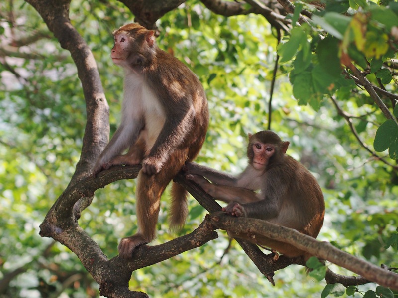 macaque-mum-n-child2012Sep29_0277800px