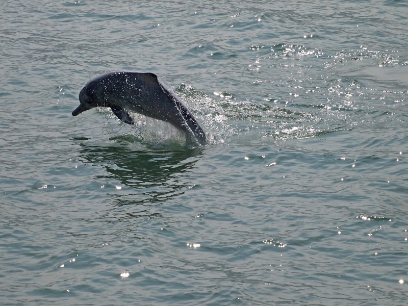 chinese-white-dolphin-jumping2012Nov02_1768800px.JPG