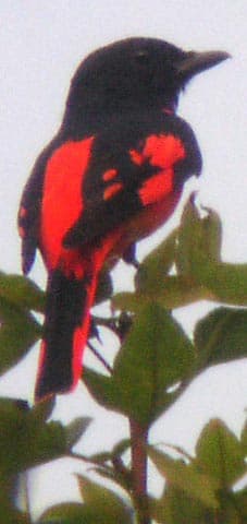 scarlet minivet