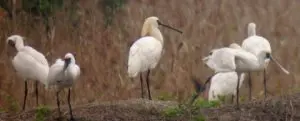 black-faced spoonbills