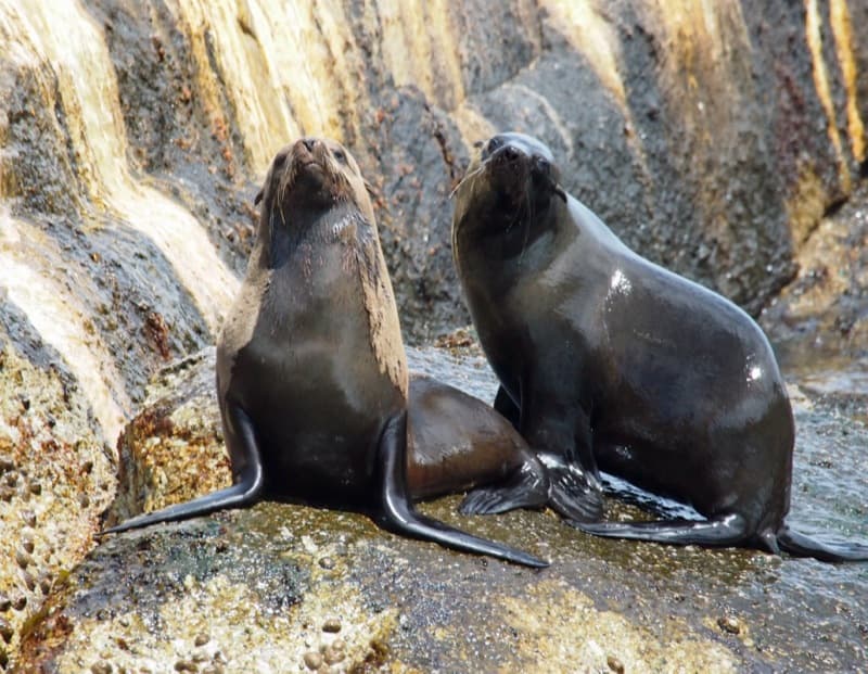 cape fur seals