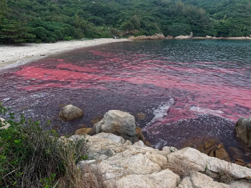 Red Tides n Sea Sparkle n the Mad Megalopolis - Hong Kong Outdoors