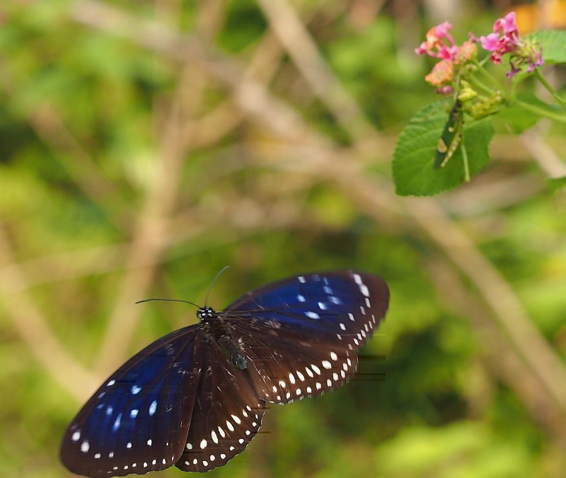 blue-spotted-crow-flight2011Oct30800px