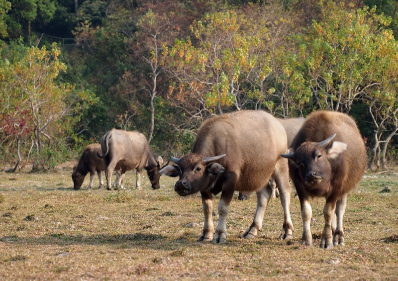 Lantau feral cattle and water buffalo