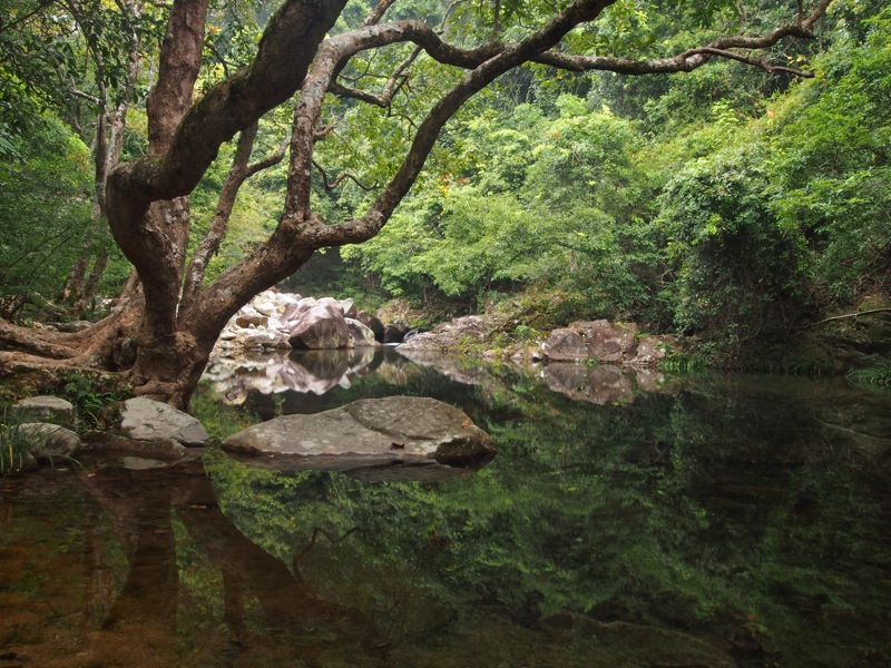 shing-mun-whumping-tree-reflection2012Jan07800px