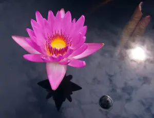 water-lily-sun-reflection2011Oct06800px