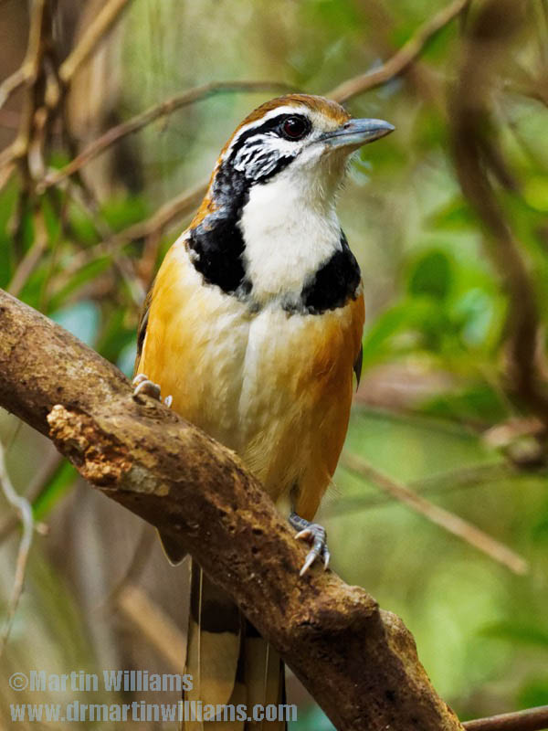 greater_necklaced_laughingthrush_the_peak_27_11_17_2349_dxo800px
