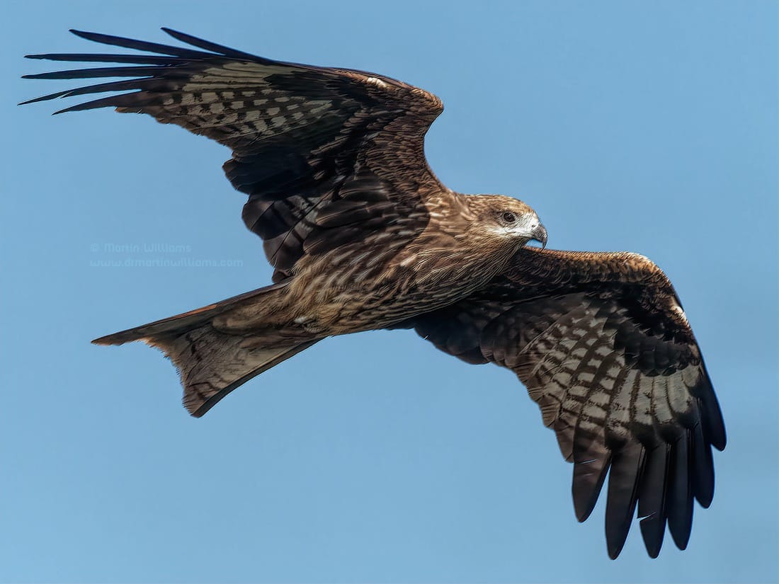 Watching and Photographing Black Kites in Hong Kong