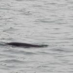 Hong Kong’s Enigmatic Porpoises: Finless, and Almost Friendless