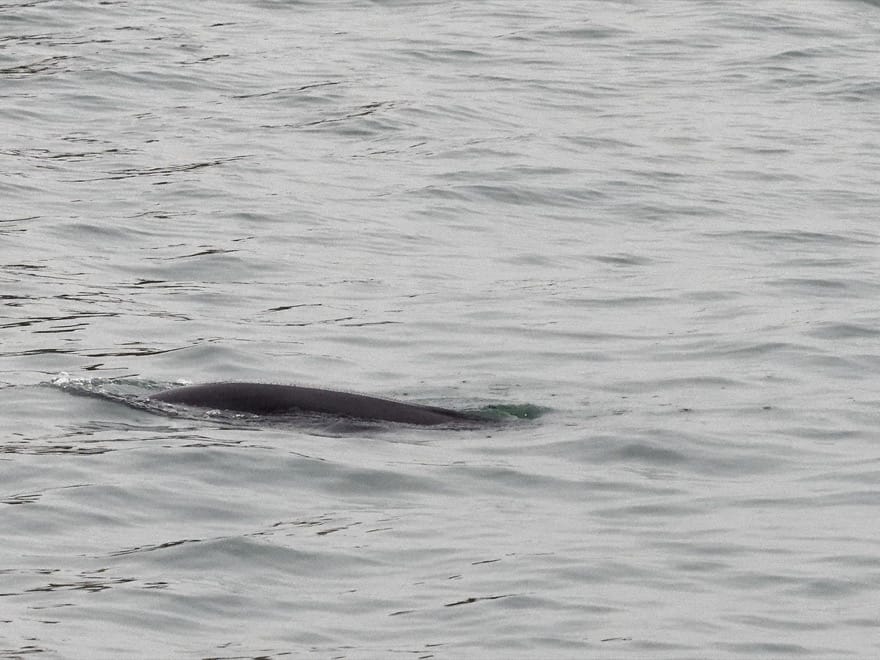 Hong Kong’s Enigmatic Porpoises: Finless, and Almost Friendless