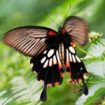 Spectacular Swallowtails, Flying Tigers and Archdukes Arriving – Hong Kong Butterflies