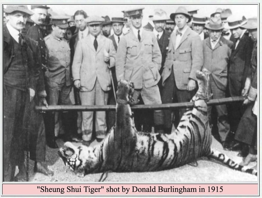 Death in Stanley – Hong Kong’s Last South China Tiger