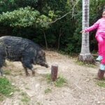 Era of the Pig – Boom Times for Hong Kong’s Wild Boar