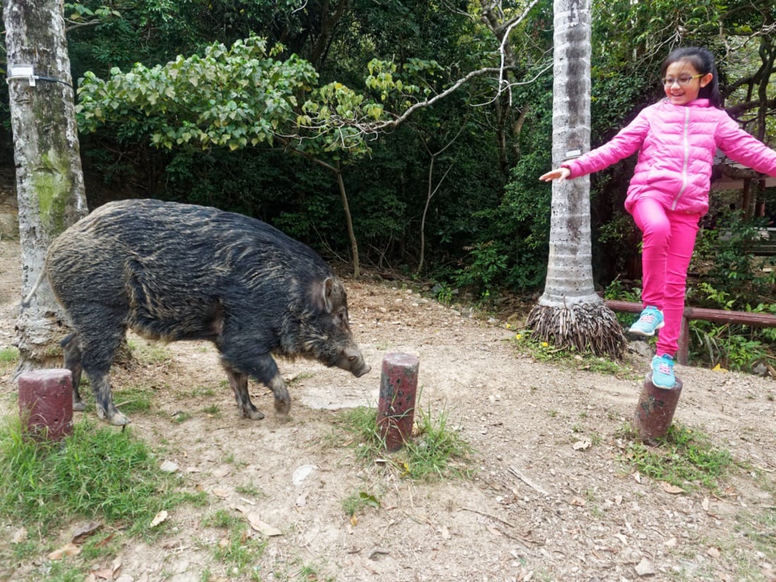 Era of the Pig – Boom Times for Hong Kong’s Wild Boar