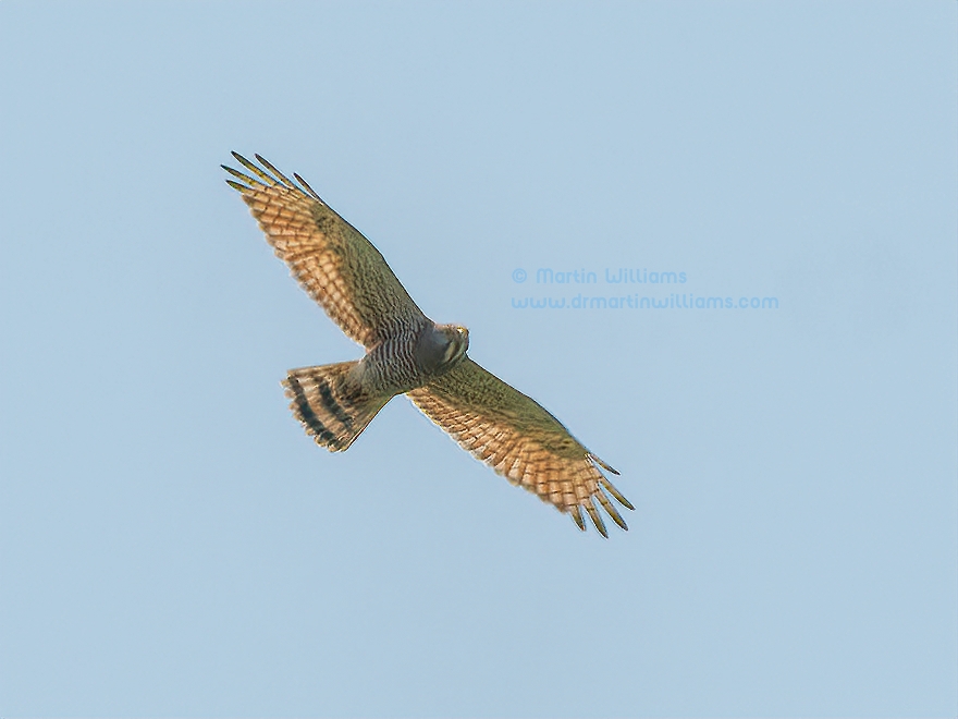 Spring Migration of Grey-faced Buzzards and Chinese Sparrowhawks in Hong Kong
