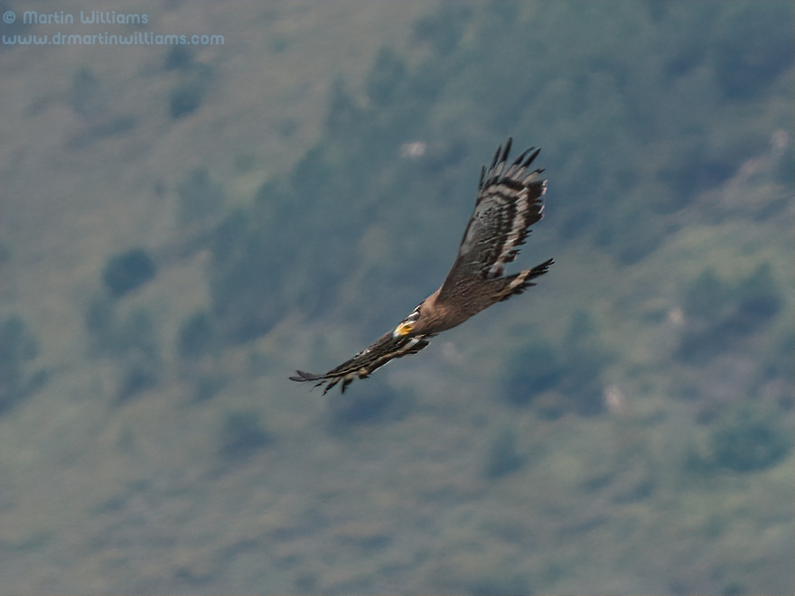 Birds of Lion Head Mountain and Ngong Ping on Lantau, Hong Kong