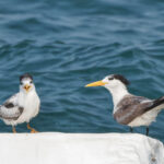 Seabirds of Hong Kong: Sea Swallows, Pirates, and Ocean Wanderers￼