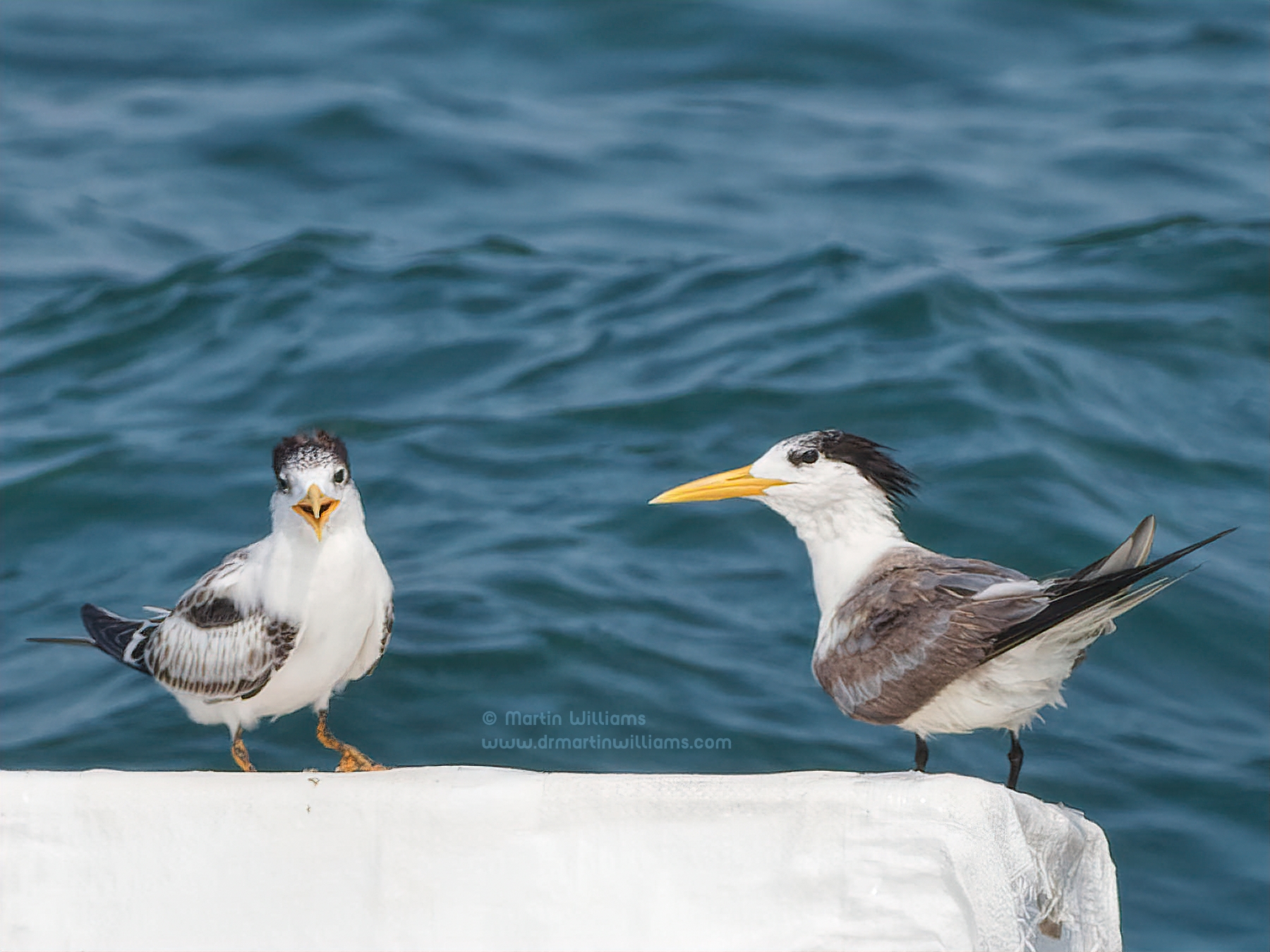 Seabirds of Hong Kong: Sea Swallows, Pirates, and Ocean Wanderers￼