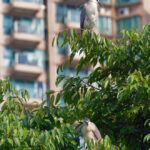 Urban Birds in Hong Kong inc Ho Man Tin Hotspot