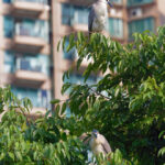 Utilise urban parks equitably, mitigate Hong Kong’s climate hazards now