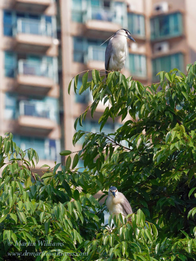 Urban Birds in Hong Kong inc Ho Man Tin Hotspot