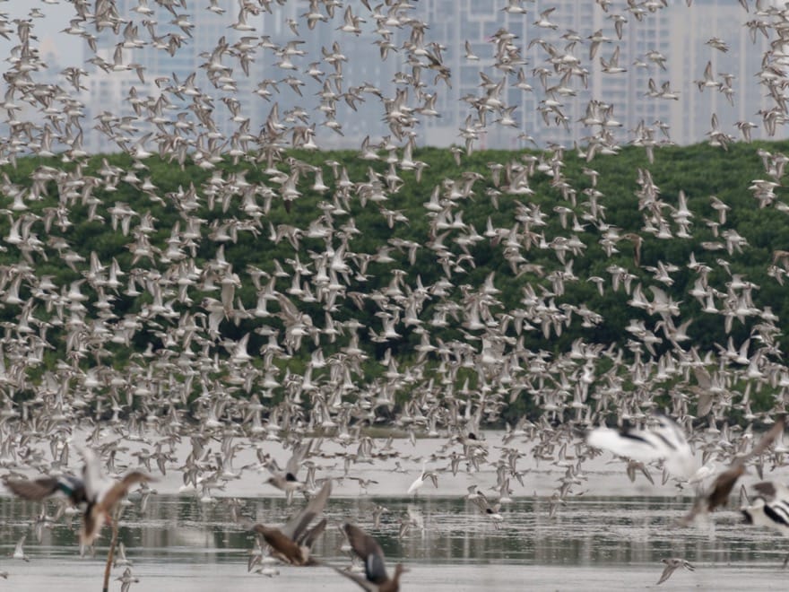 Alarming silting of Deep Bay mudflats by early 2000s