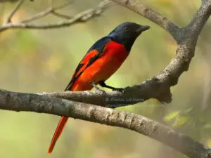 Birdwatching in Hong Kong gives insights into wonders of nature