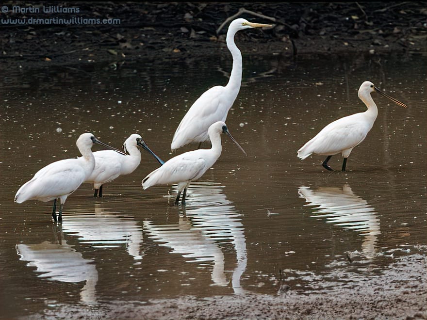 Birds of Deep Bay including Mai Po photos