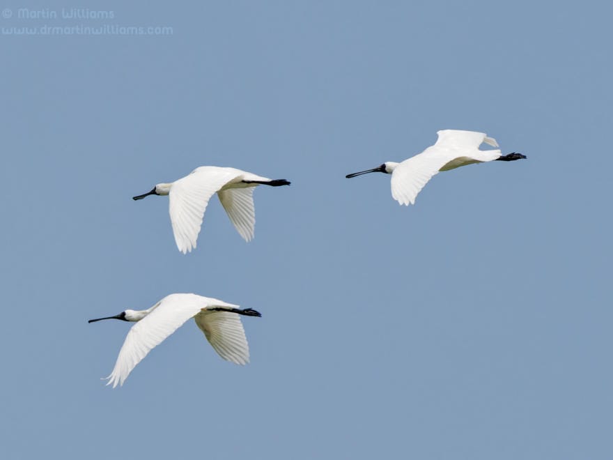 Birding and Conservation at Fung Lok Wai Fishponds Near Mai Po