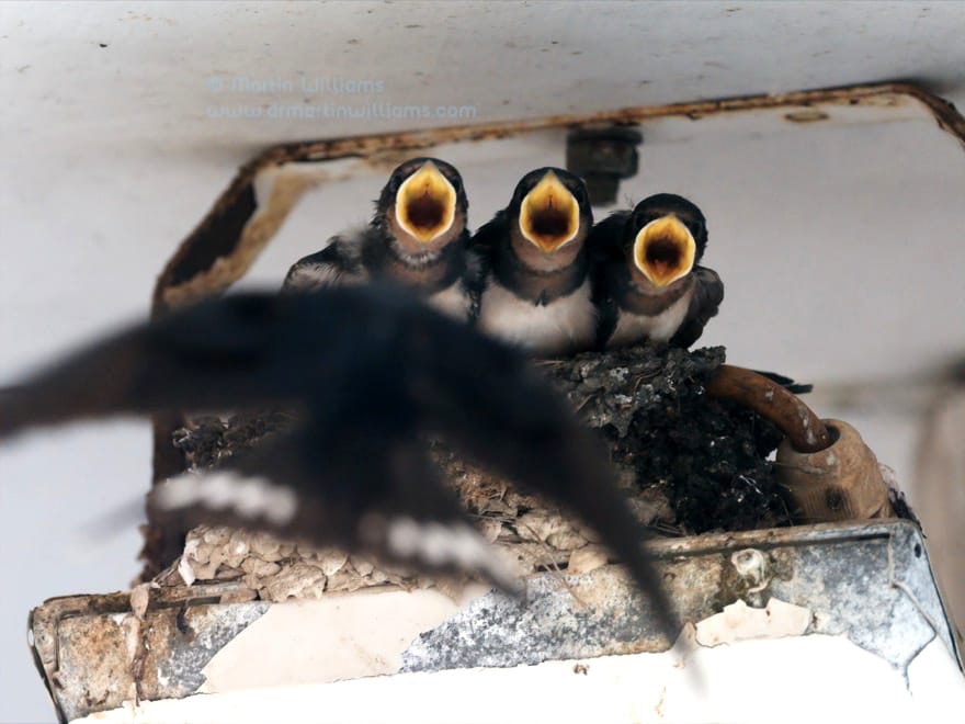 Where have all the Hong Kong Barn Swallows gone?
