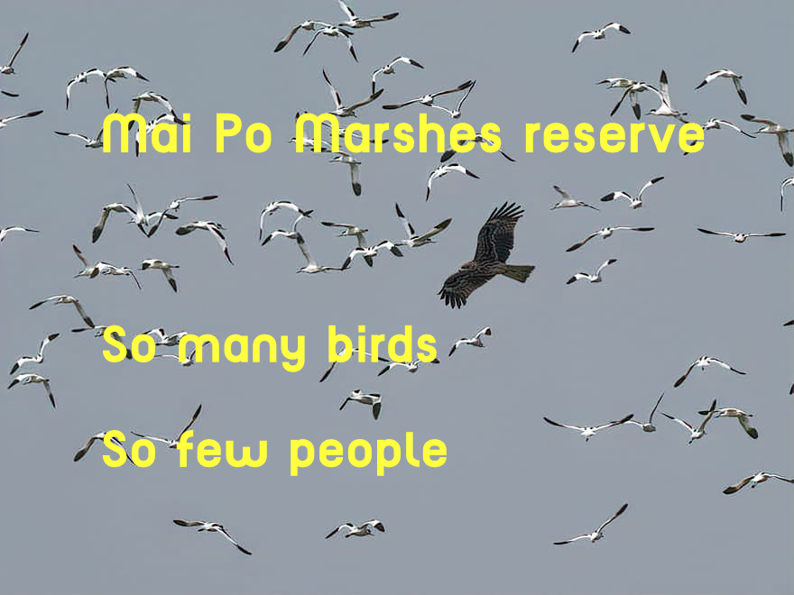 Mai Po Marshes Upgrade Project: Big Money, Few Visitors