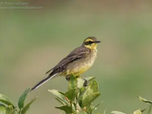Sunnyville scheme prompts battle over Deep Bay fishponds in Hong Kong